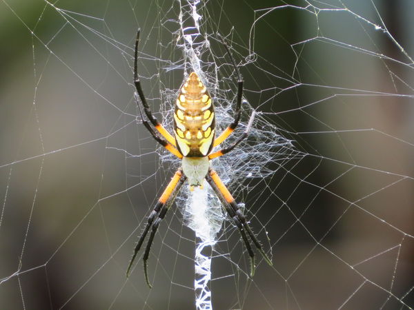 Goldie - the Orb Weaver who lives in my garden...