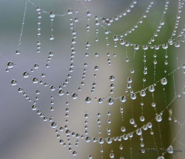 Early Morning Dew...