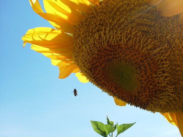 giant sunflower and honeybee...