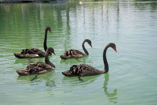 Swan family...