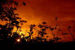 Meadow Sunset...