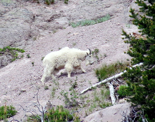 this mountain goat was way up on the side of a ste...