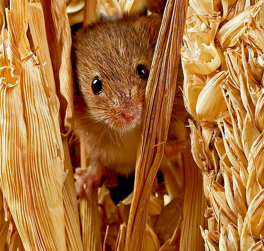 Harvest Mouse...