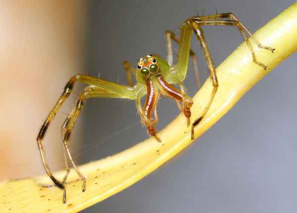 Male jumping spider - genus Lyssomanes exhibiting ...