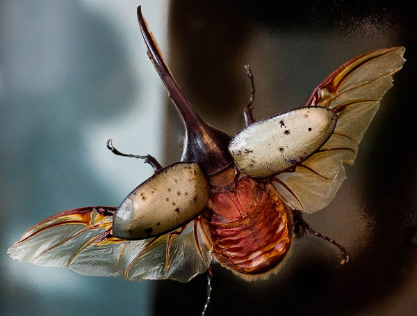 Hercules Beetle in flight...