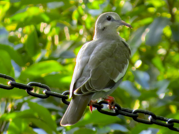 White-wing Dove in early morning sunlight...