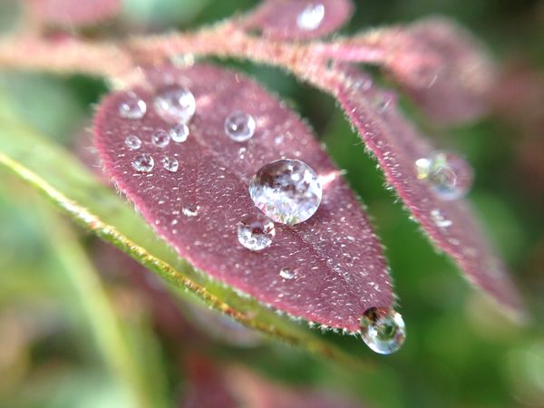 Raindrops on a leaf...