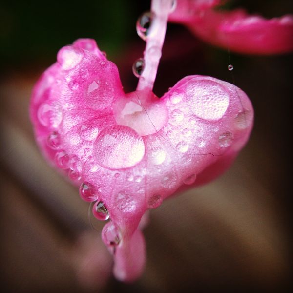Raindrops on a flower &#128149;...