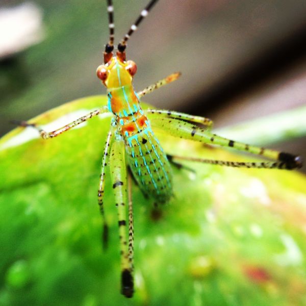 Macro insect...