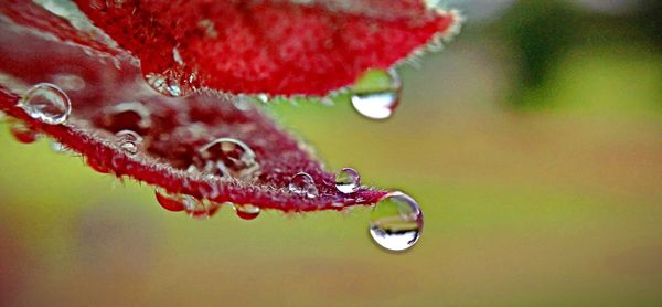 Raindrops on a leaf...