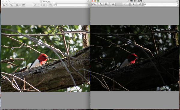 The file from the processed RAW is on the left....