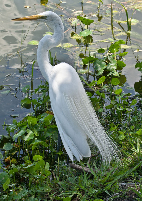 Elegance of Egret...