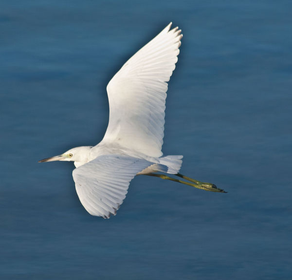 Egret in Flight...