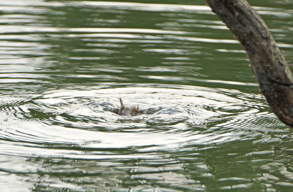 diving grebe...