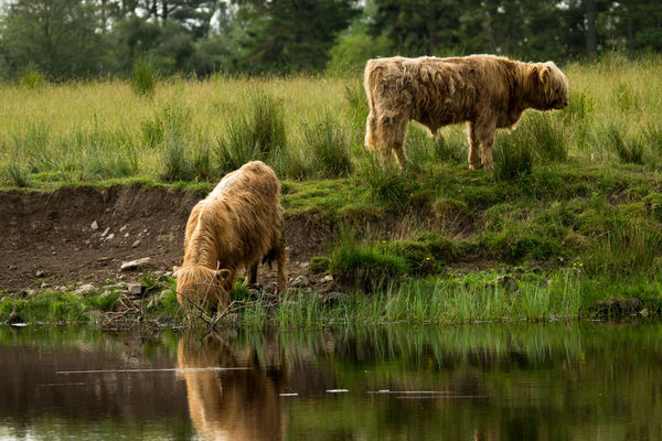Highland Cattle cooling off...