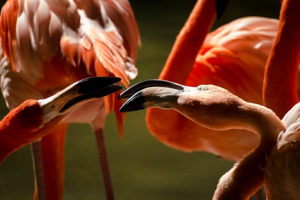 Flamingos - San Diego Zoo...