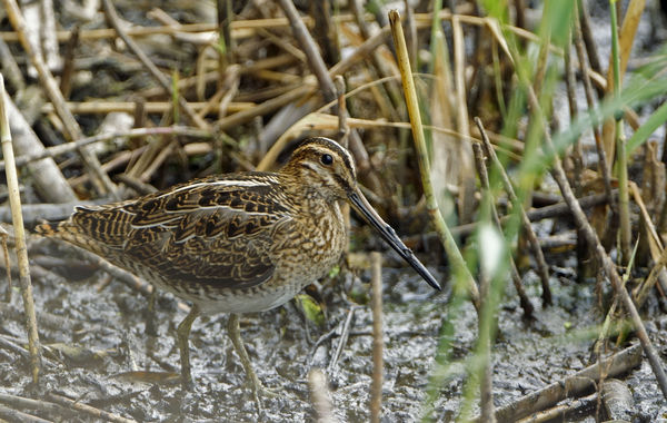 snipe in the open...