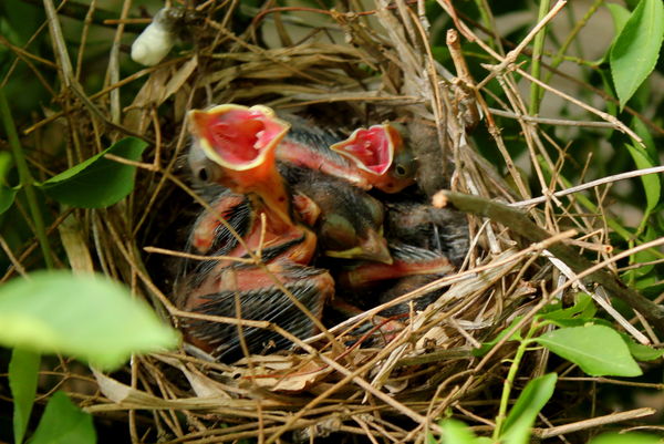 Cardinal Babies...