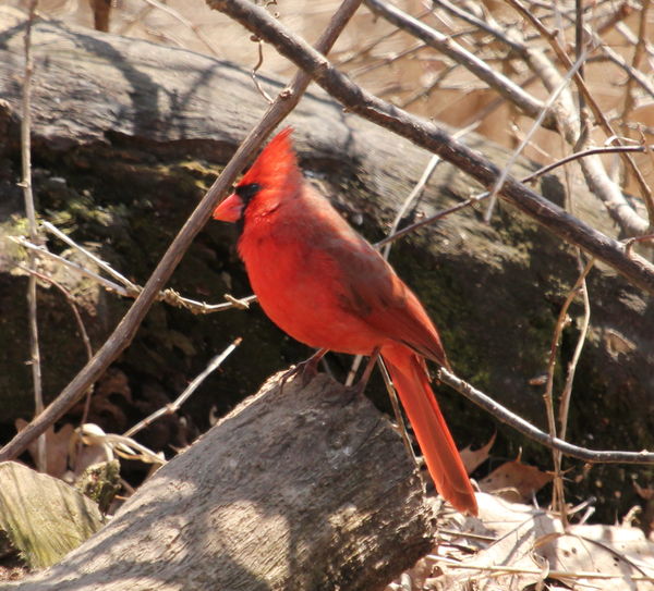 Cardinal Male...