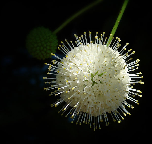 Flower from Buttonbush...