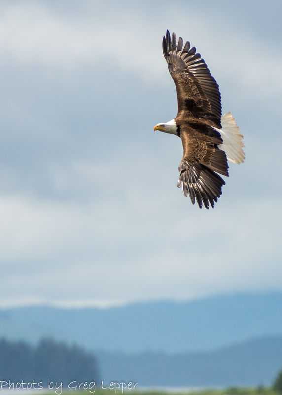 Kake eagle above the bay...