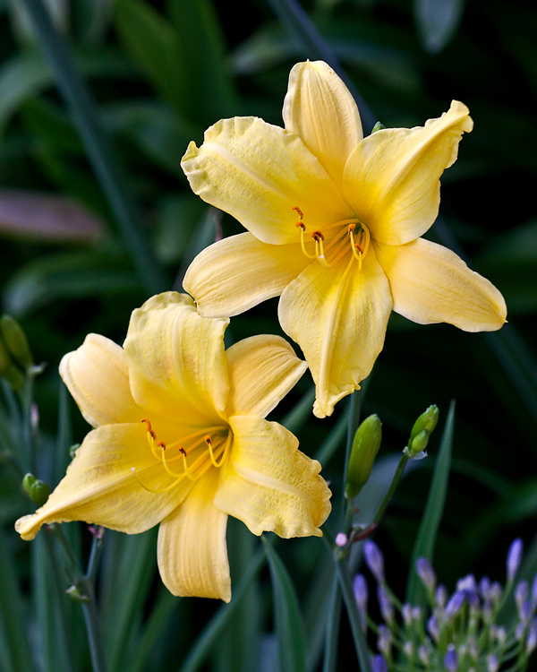 Day Lilies...