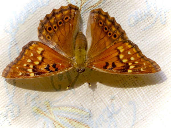 Tawny Emperor Butterfly...
