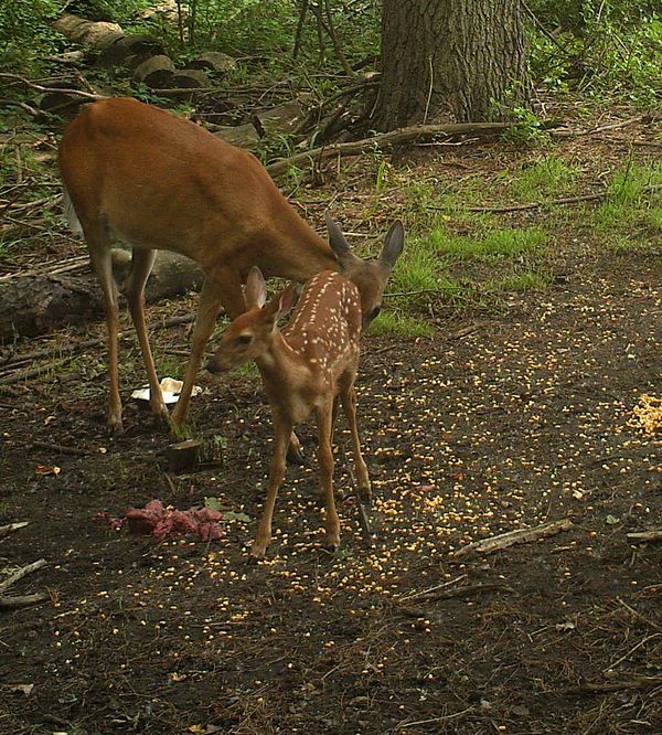 The clean up to remove scent from the fawn for hid...