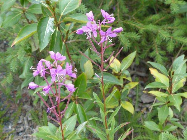 And finally......fireweed!...