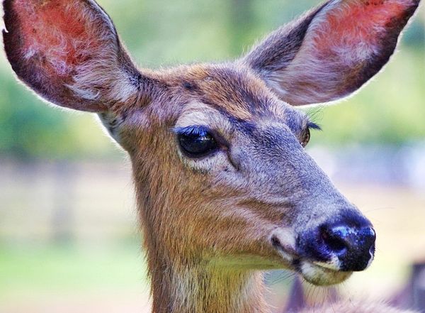 Close-Up Wildlife: These are a couple I took up in the hills of the ...