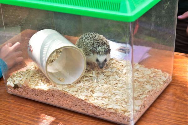 Hedge Hog for a pet, the kids mother said "I don't...