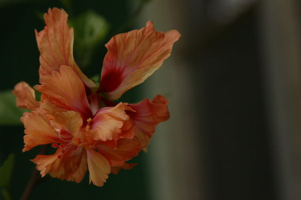Double Bloom Hibiscus...