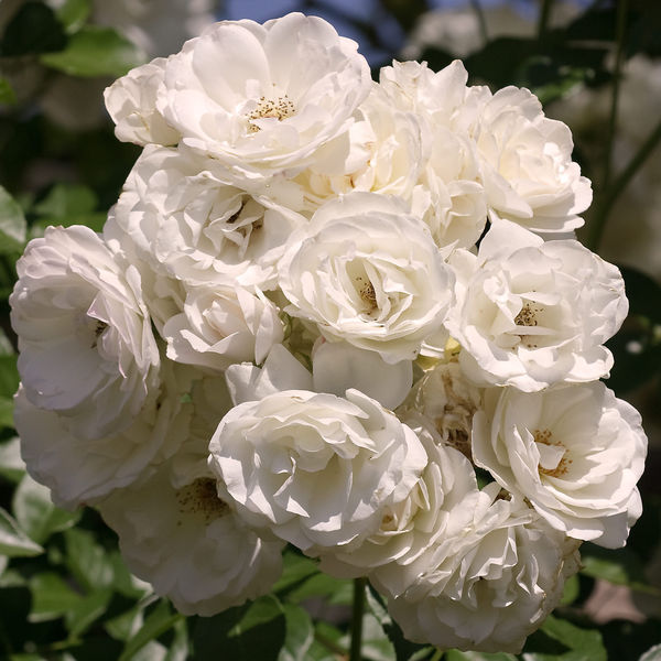 White Rose Bunch...