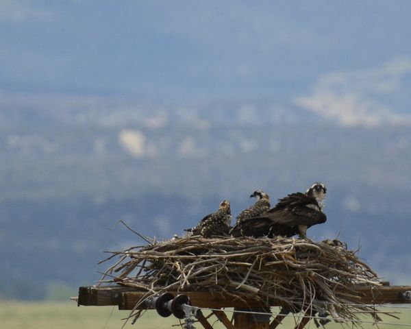 osprey family...