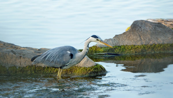 fishing heron...