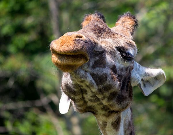 Twiga, a Masai giraffe, begging for a little atten...
