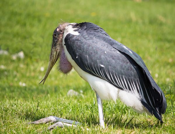 Marabou Stork - only a mother could love...