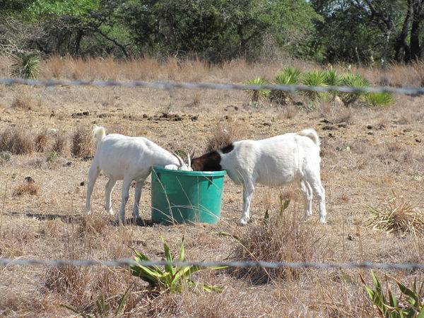 Goats Drinking...