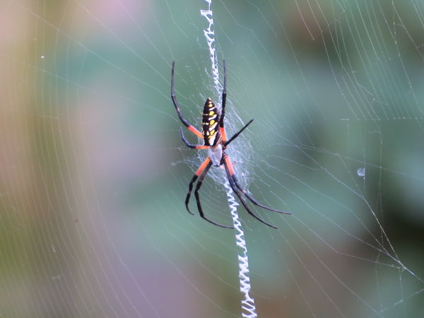 Zoomed to show the beautiful web.  Download for be...