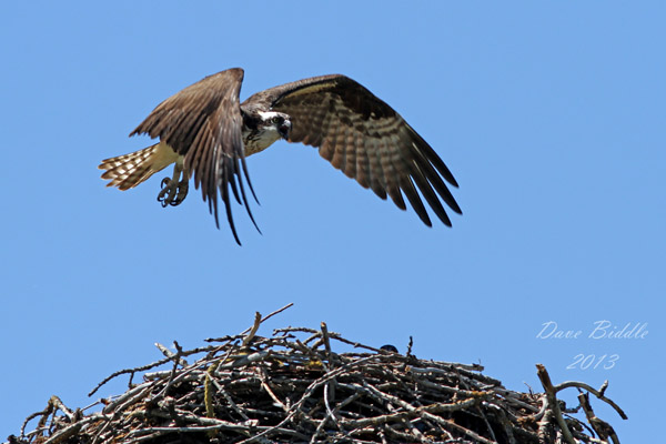 Guarding the nest!...