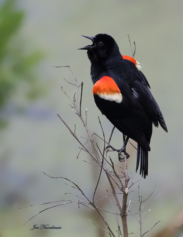 Red-winged Blackbird,...
