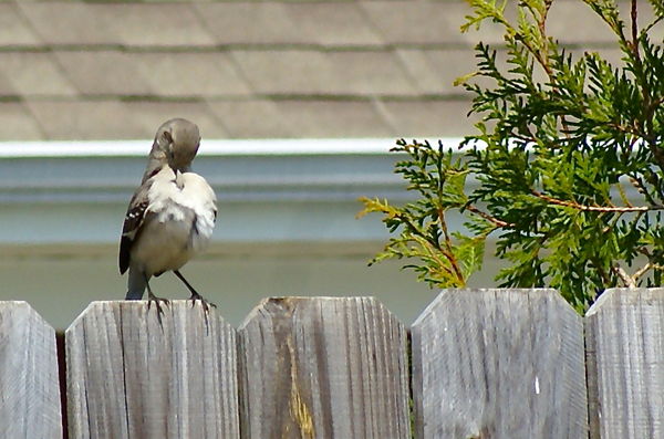Mockingbird Solves Problem About Robin: This robin looks like someone ...
