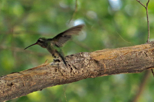 Broad-bill Hummingbird...
