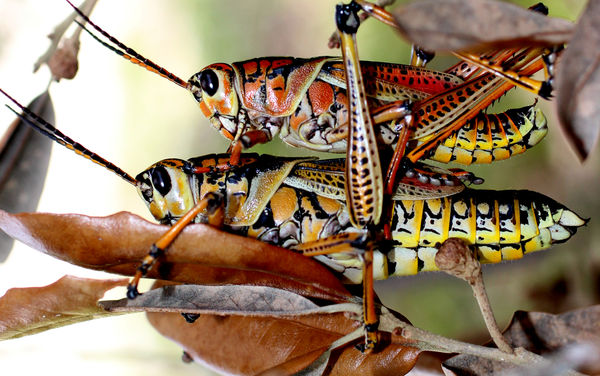 Southeastern Lubber Grasshopper...
