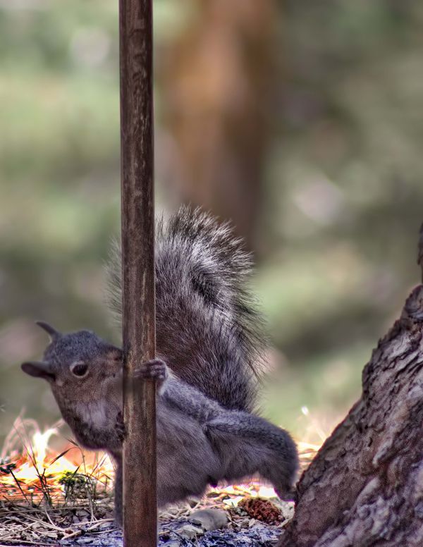 Pole Dancing Squirrel...