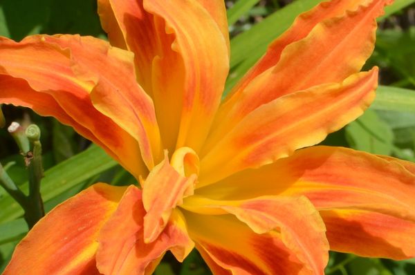 orange daylily...
