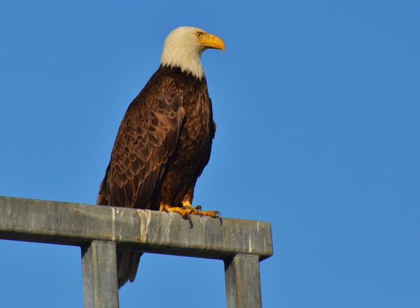 #4 Eagle Standing Watch Over the Boat Launch...