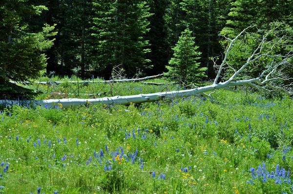 A downed Aspen tree and wild flowers in Utah....