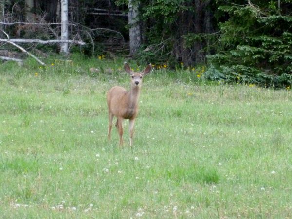 Our campsite had a visitor....