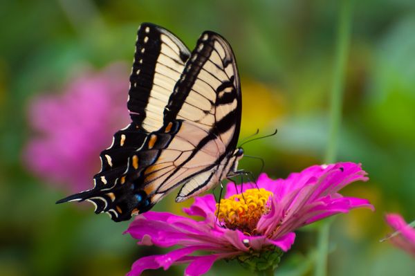 Beautiful Butterfly flew in with the storm: lots of butterflies and ...